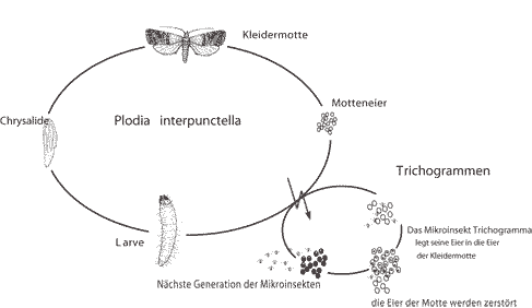 Reproduktionszyklus der Kleidermotten